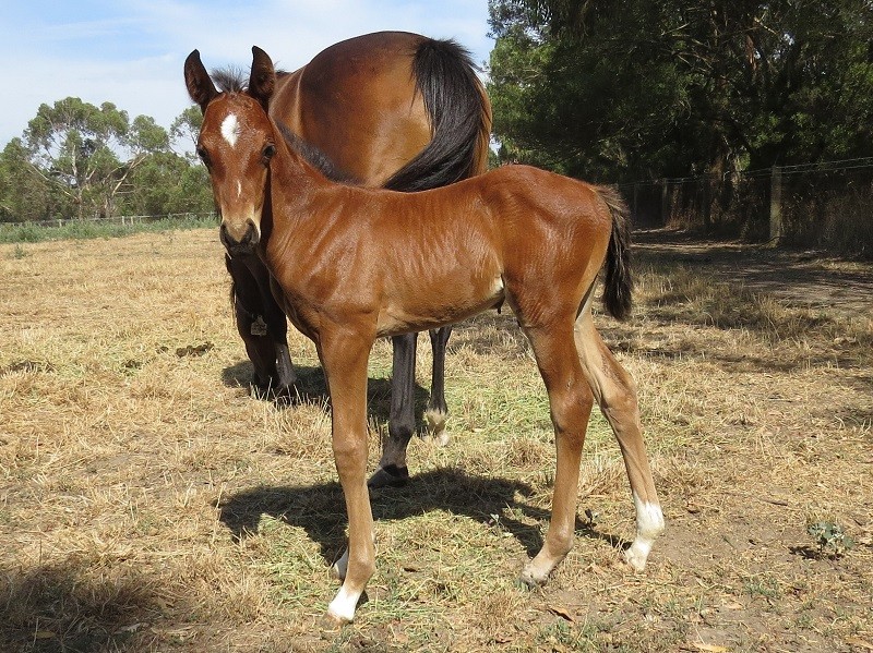 000 Coquine x Outstrip bc 18-01 19d